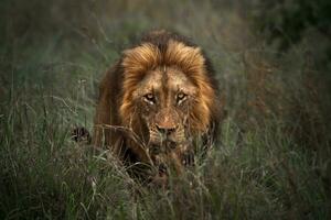 Wild Lion Portrait photo