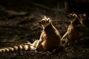Cute Wild Lemurs Family photo
