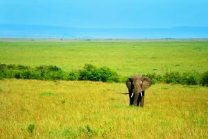 African Elephant in the wild photo