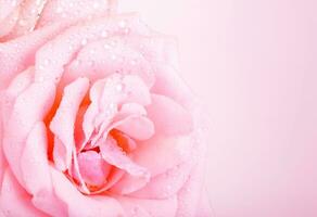 Pink rose background photo