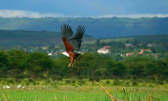 African fish eagle flying photo