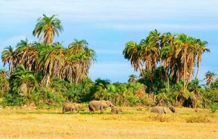 Elephants in the wild photo
