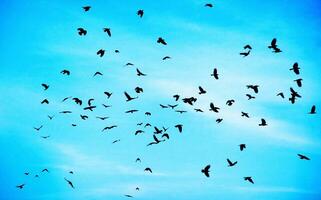 Flock of crows photo