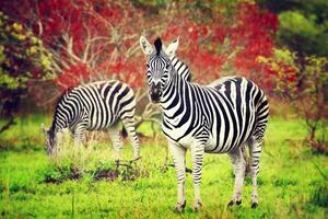 Wild zebras of African continent photo