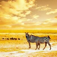 African wild zebras photo