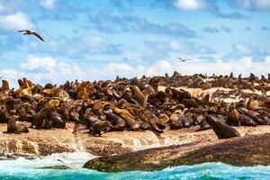 salvaje focas en el rocas foto