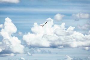 Bird in blue sky photo