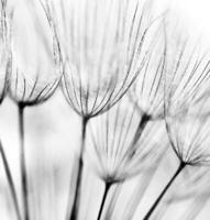 Abstract dandelion flower background photo