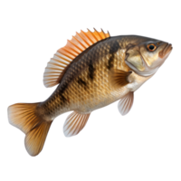 Vivid fish isolated png
