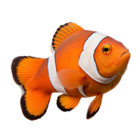 An orange and white clown fish isolated png