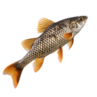 lebendig Fisch isoliert png