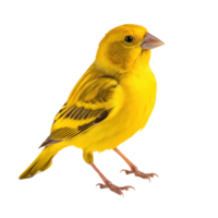 Yellow canary bird isolated png
