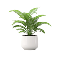 Home plant in pot isolated png