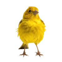 Yellow canary bird isolated png