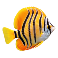 Vivid fish isolated png