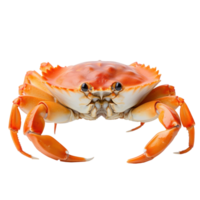 Red crab isolated png