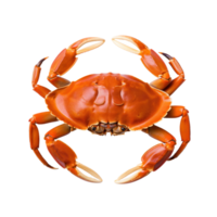 Red crab isolated png