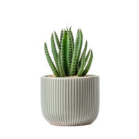 Small plant in pot succulents or cactus isolated png