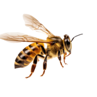 une étourdissant abeille est en volant, isolé png