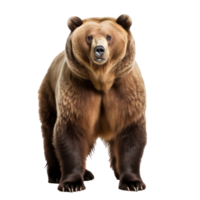 brown bear isolated png