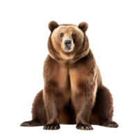Marrone orso isolato png