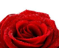 Red wet rose isolated photo