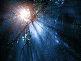 Mystery rainforest with ray light photo