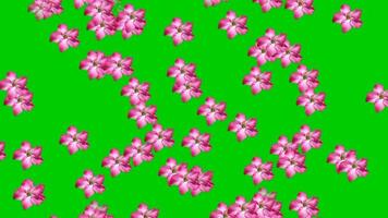 Animated video of flower rain with a green background.