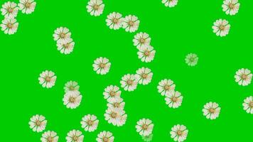 Animated video of flower rain with a green background.