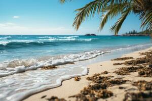 Beach with palm trees photo