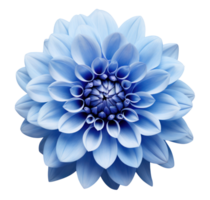 Blue dahlia flower isolated png