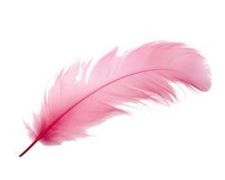 rosado pluma aislado png