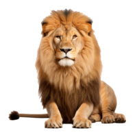 Beautiful lion isolated. png