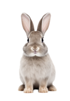 Cute rabbit isolated png