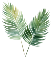 Green watercolor palm leaf isolated png