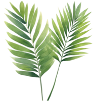 Green watercolor palm leaf isolated png