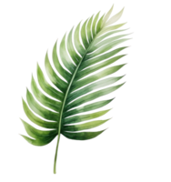 Green watercolor palm leaf isolated png