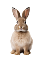 Cute rabbit isolated png