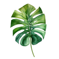 aguarela verde monstera folha png