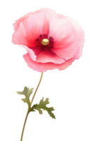 Watercolor red poppy flower isolated png