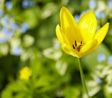 amarillo tulipán en luz de sol foto