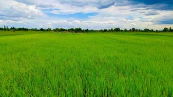 The green fields are full of green rice fields. under the sky and white clouds photo