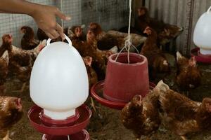 Many chickens eating food in a red tray photo