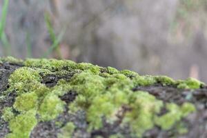 musgo ese crece en arboles ese son metido en el suelo en el bosque. foto