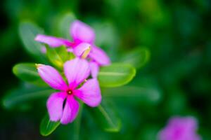 Pink flower isolated on blurred background photo