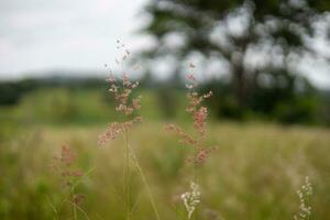 borroso de cerca flor de césped en el medio de un prado en contra un antecedentes de arboles y cielo. foto
