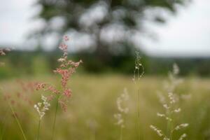 Blurred close-up flower of grass in the middle of a meadow against a background of trees and sky. photo