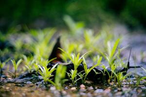 grass in the morning photo