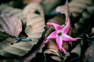 pink flowers on dry leaves photo