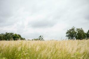 Golden fields and blue sky in the countryside photo